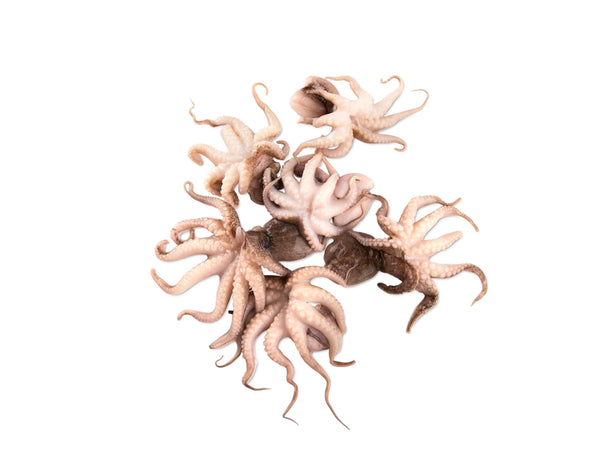 OCTOPUS BABY 20/40 (IQF/IWP) - 35%GLAZE 1KG