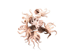 OCTOPUS BABY 20/40 (IQF/IWP) - 35%GLAZE 1KG