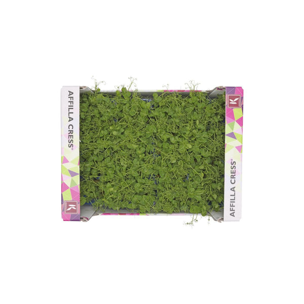 AFFILLA CRESS (BOX)