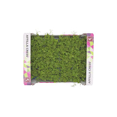 AFFILLA CRESS (BOX)