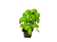 BASIL POT