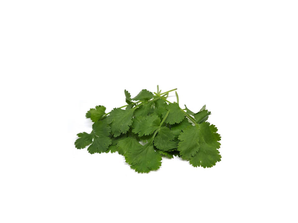 FRESH CORIANDER