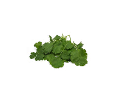 FRESH CORIANDER