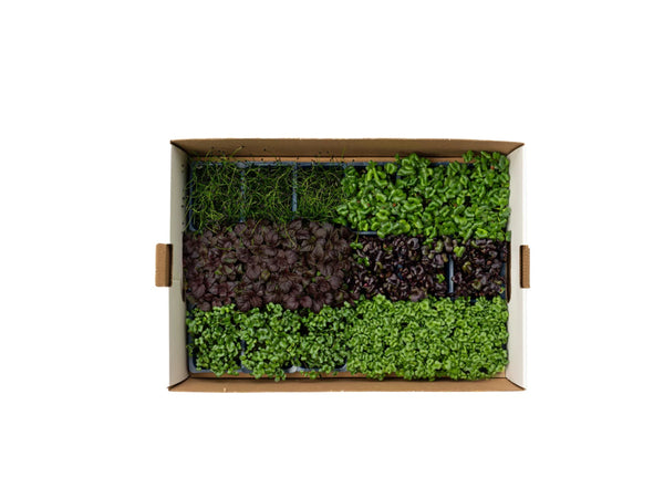 MICROGREEN SAKURA MIX 18PUNNET PER PACK