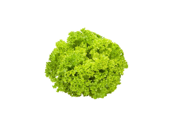 LETTUCE LOLLO BIONDA 2 KG