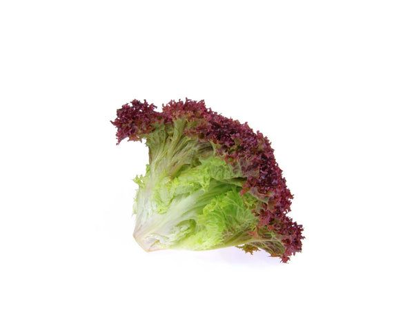 LETTUCE LOLLO ROSSO 2 KG