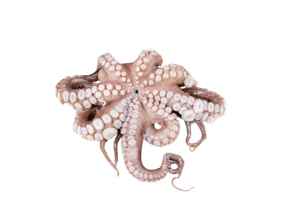 ALFRIO WHOLE OCTOPUS IN TRAY  2-3KG V.W.