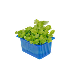 BASIL CRESS (BOX)