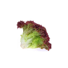RED LETTUCE 1KG
