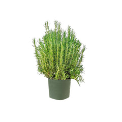 ROSEMARY PLANT POT