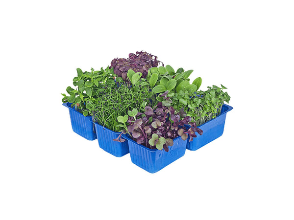 MICROGREEN SAKURA MIX (PACK)