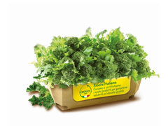 OROGEL FROZEN TURNIP TOPS SPROUTS 1 KG BAG